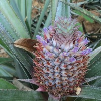 <i>Ananas comosus</i>  (L.) Merr.